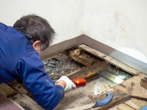 Best Mold Damage Repair  in Rogue River, OR