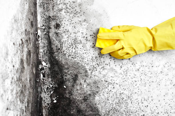 Best Attic Mold Removal  in Rogue River, OR