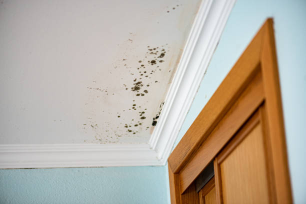 Best Certified Mold Removal  in Rogue River, OR