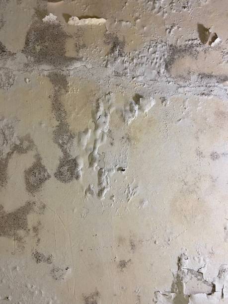 Best Mold Testing  in Rogue River, OR